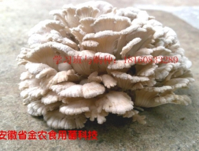 珍稀食用菌——白參菌